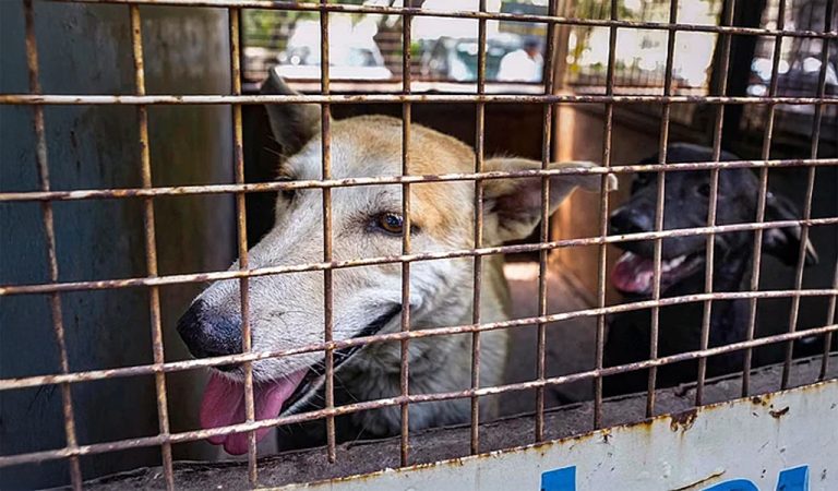 Community Dog Removal in Delhi NCR: Legal and Social Perspectives