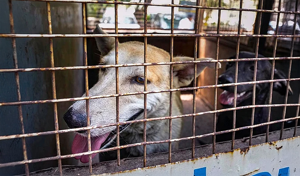 COMMUNITY DOG REMOVAL IN DELHI NCR: LEGAL AND SOCIAL PERSPECTIVES